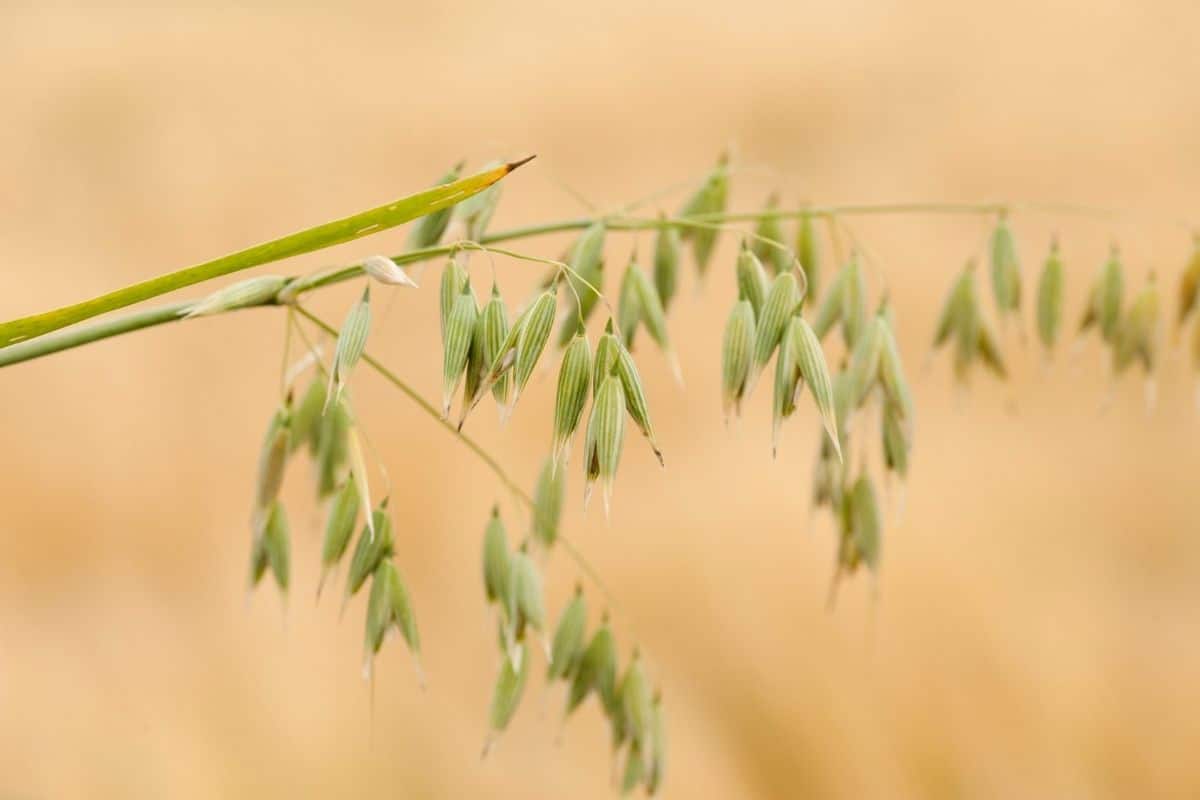 Hafer (Avena sativa)