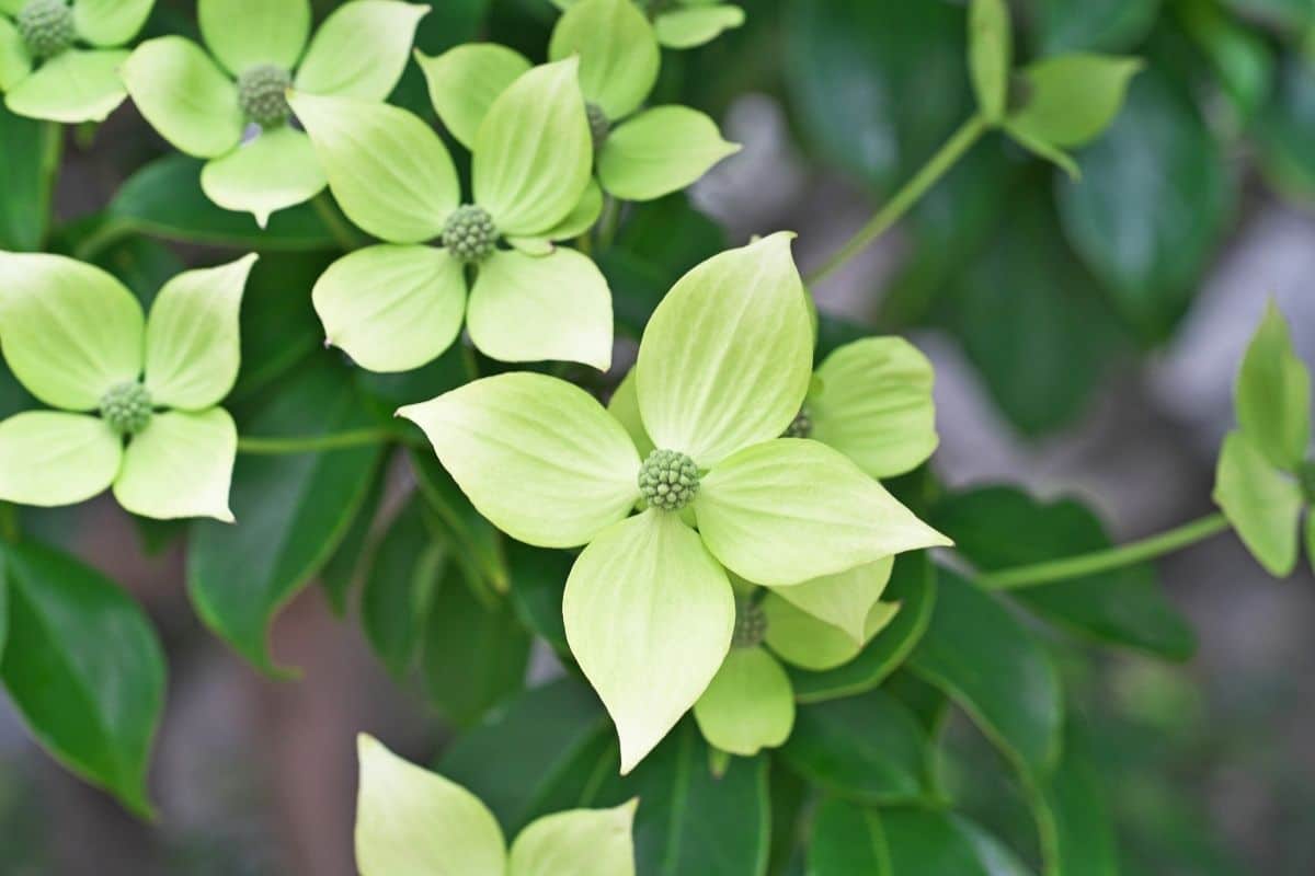 Hongkong-Hartriegel (Cornus hongkongensis)