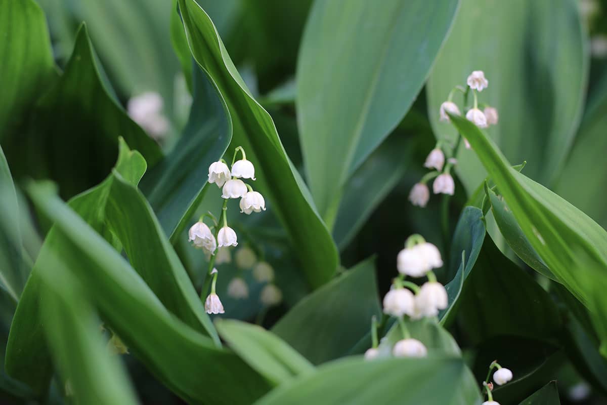 Maiglöckchen (Convallaria majalis)