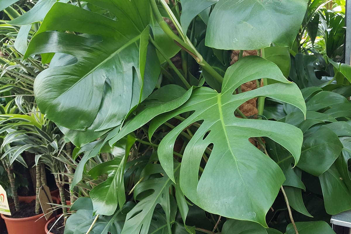 Monstera