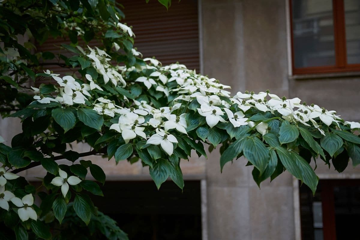 Pagoden-Hartriegel (Cornus controversa)