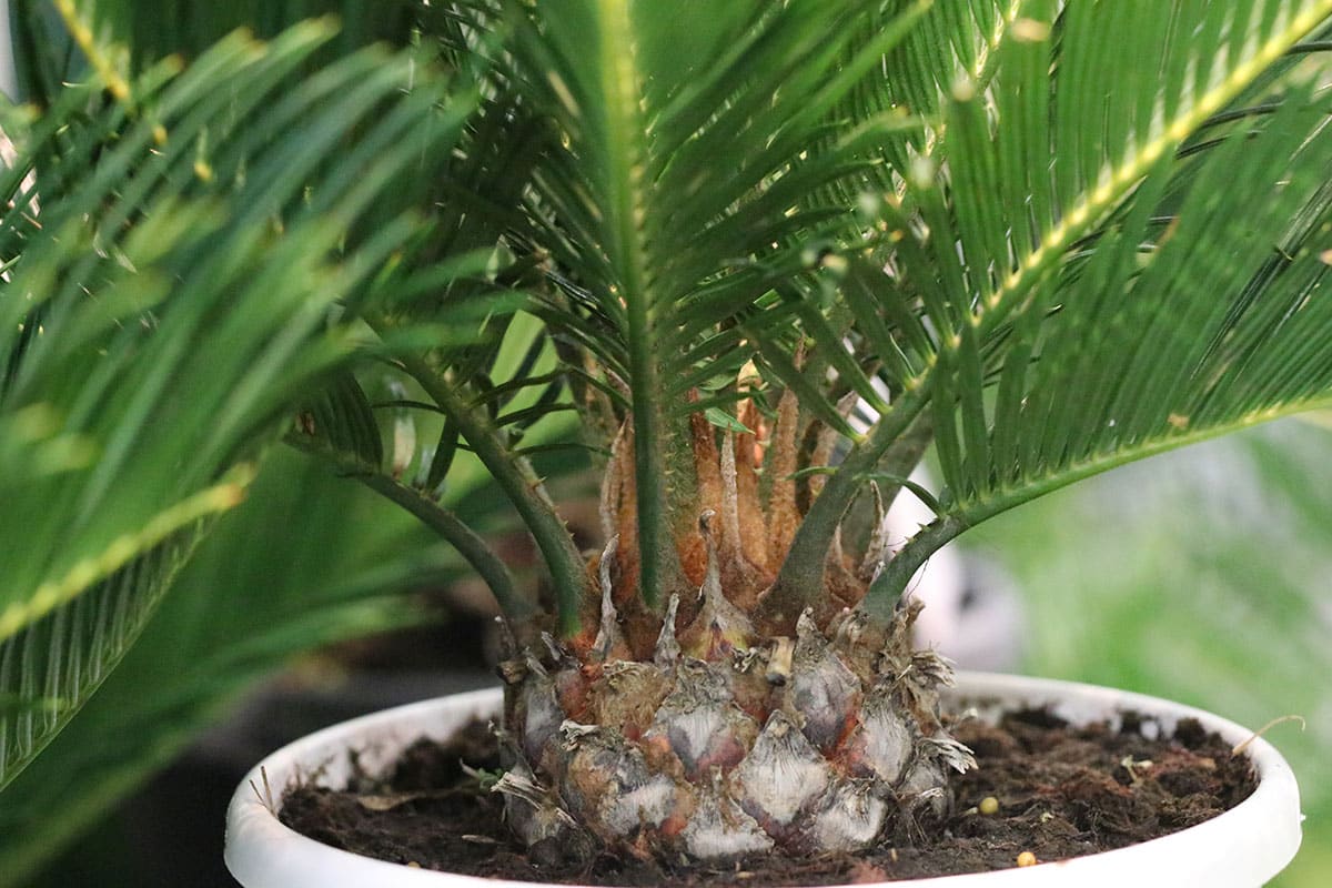 Palmfarn (Cycas revoluta)