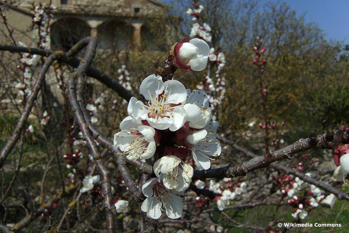 Prunus armeniaca "Luizet"