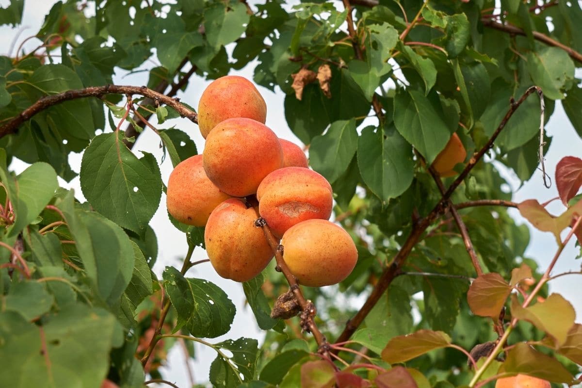 Prunus armeniaca