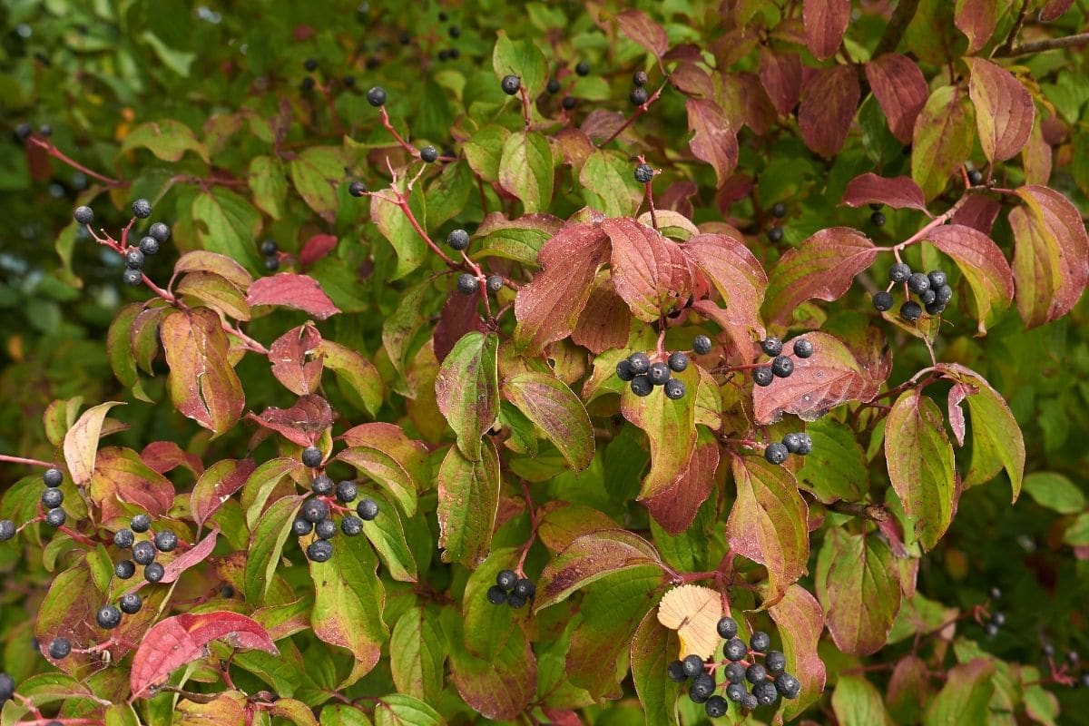 Roter Hartriegel (Cornus sanguinea)