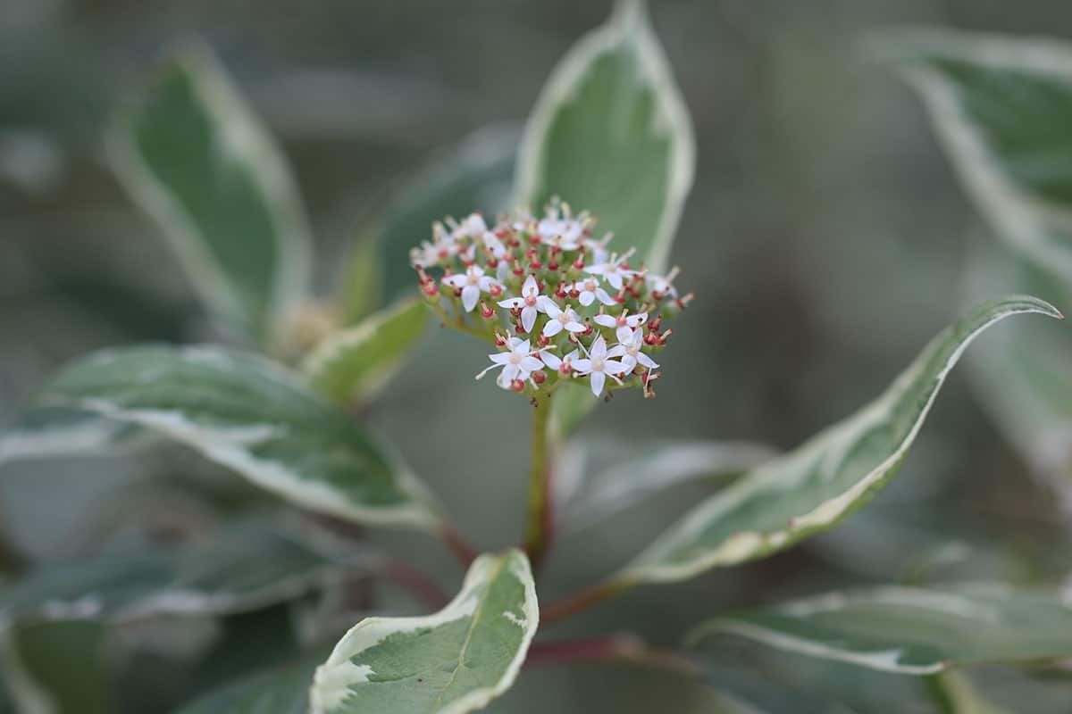 Rotholziger Hartriegel 'Sibirica'