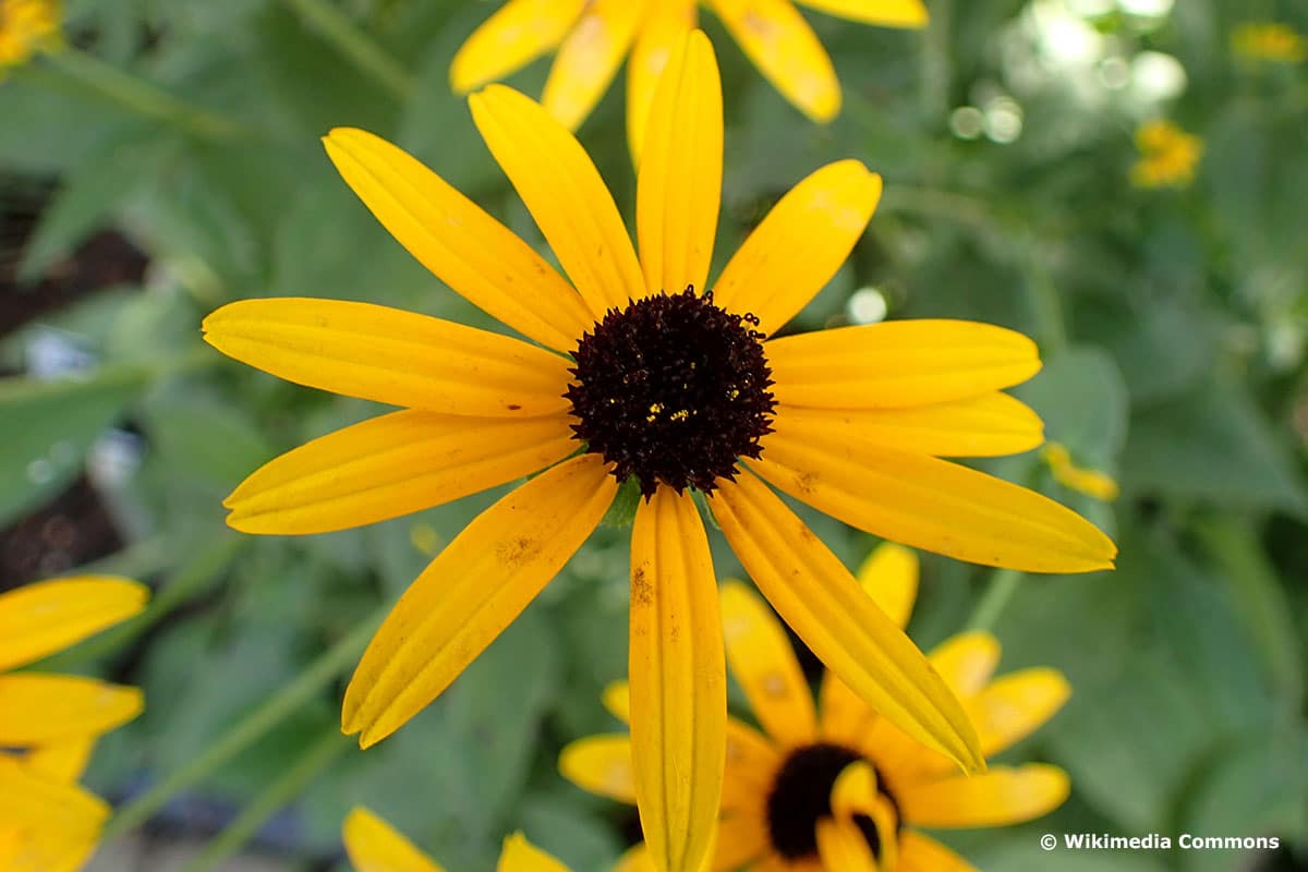 Rudbeckia fulgida var. deamii