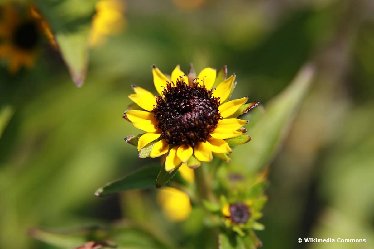 Rudbeckia fulgida var. speciosa