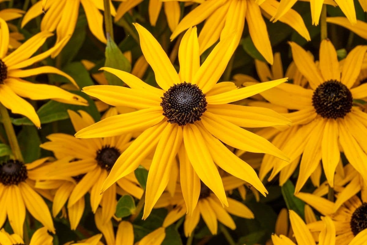 Rudbeckia fulgida var. sullivantii "Goldsturm"