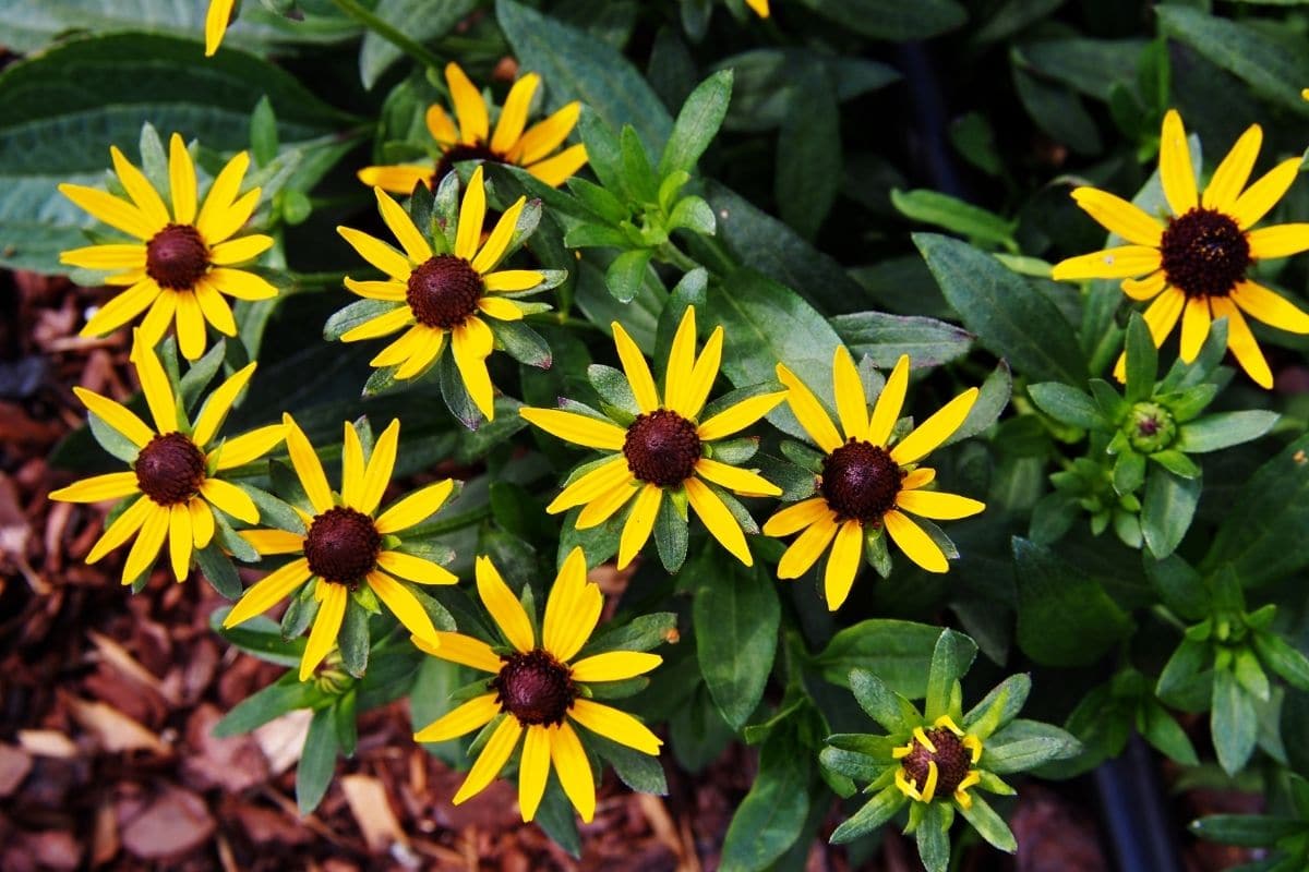 Rudbeckia fulgida var. sullivantii "Little Goldstar"