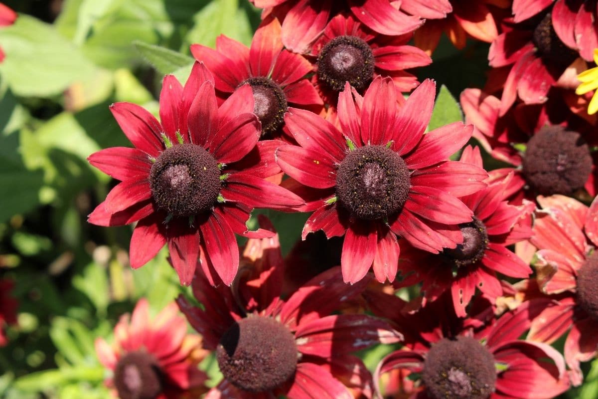 Rudbeckia hirta "Cherry Brandy"