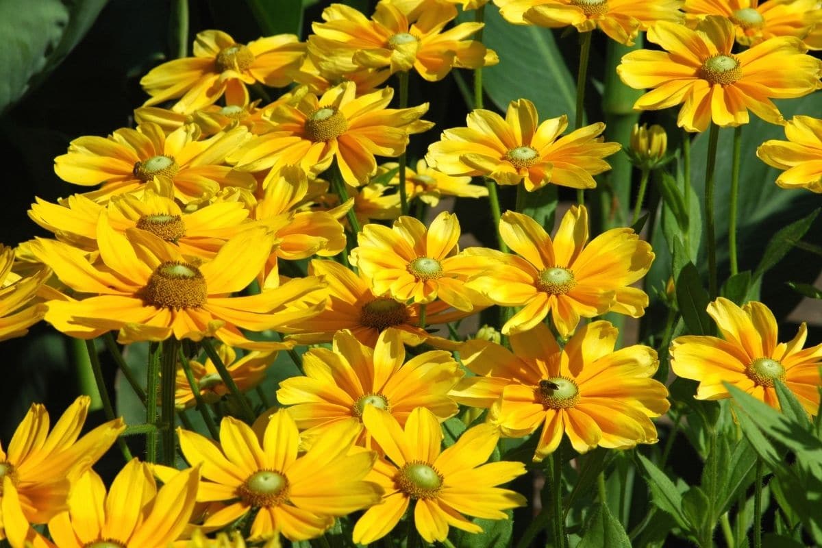 Rudbeckia hirta "Prairie Sun"