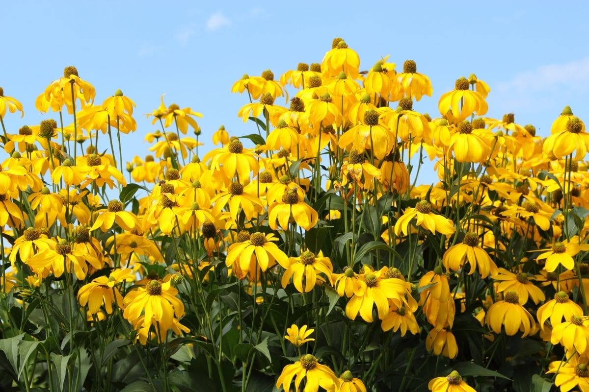 Rudbeckia maxima