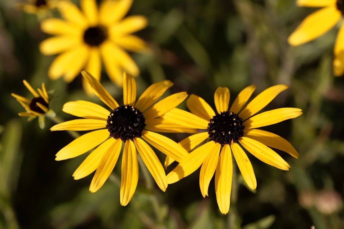 Rudbeckia missouriensis