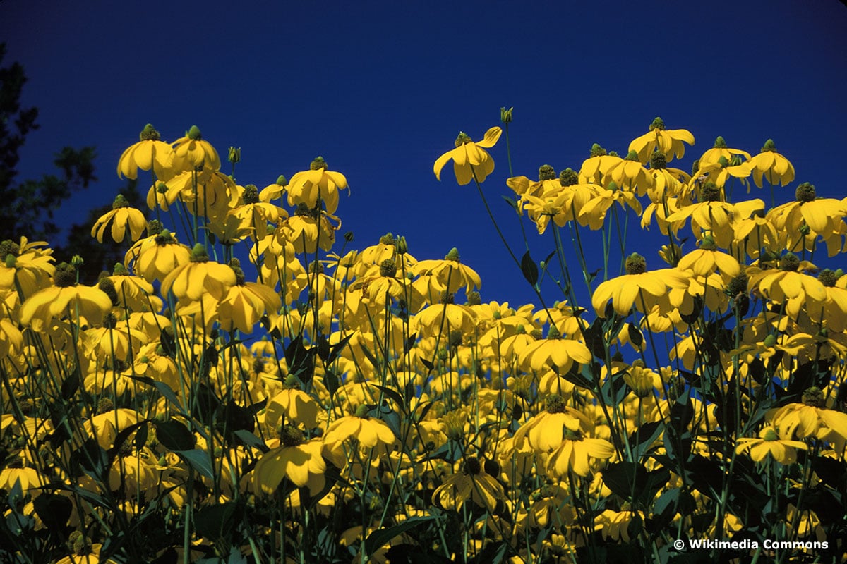 Rudbeckia nitida "Herbstsonne"