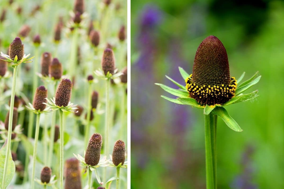 Rudbeckia occidentalis "Green Wizard"