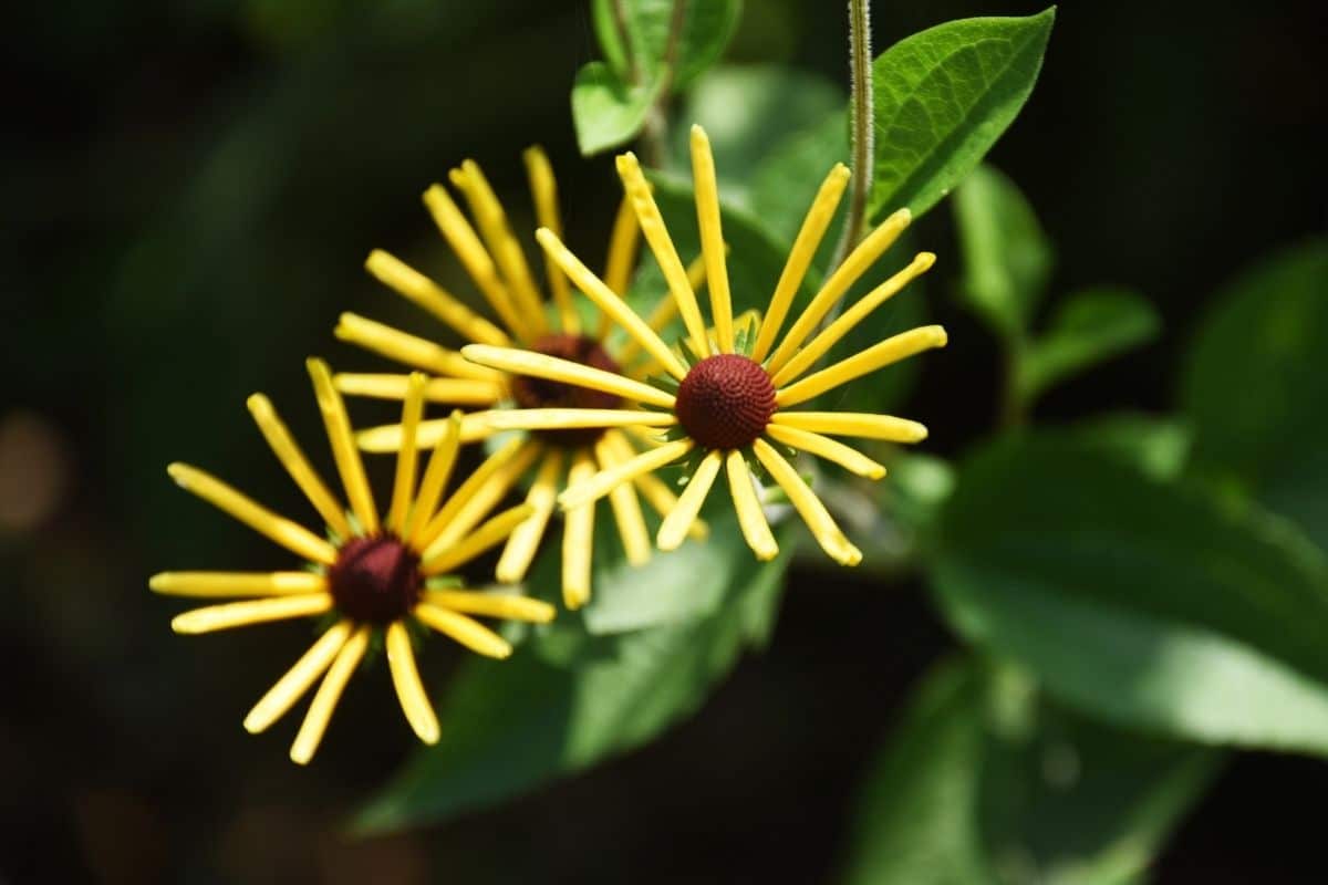 Rudbeckia subtomentosa "Henry Eilers"