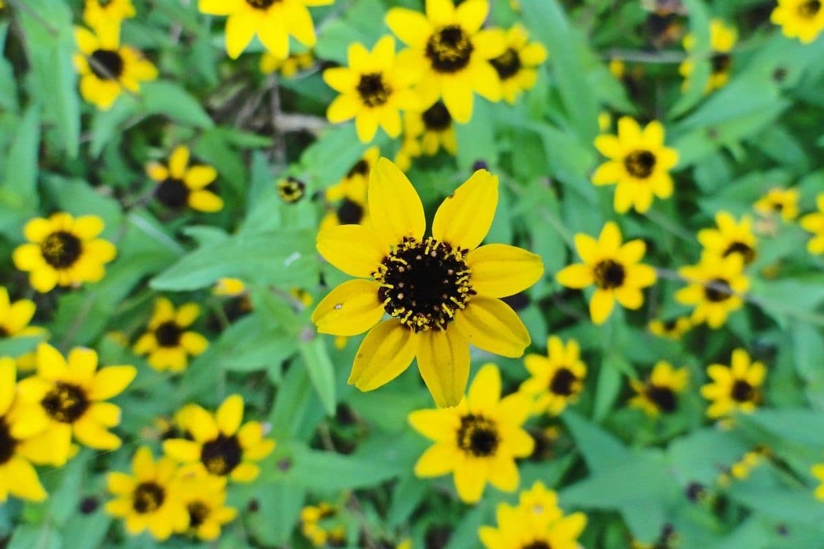 Rudbeckia triloba