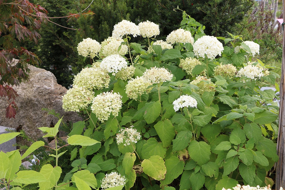 Schneeballhortensie