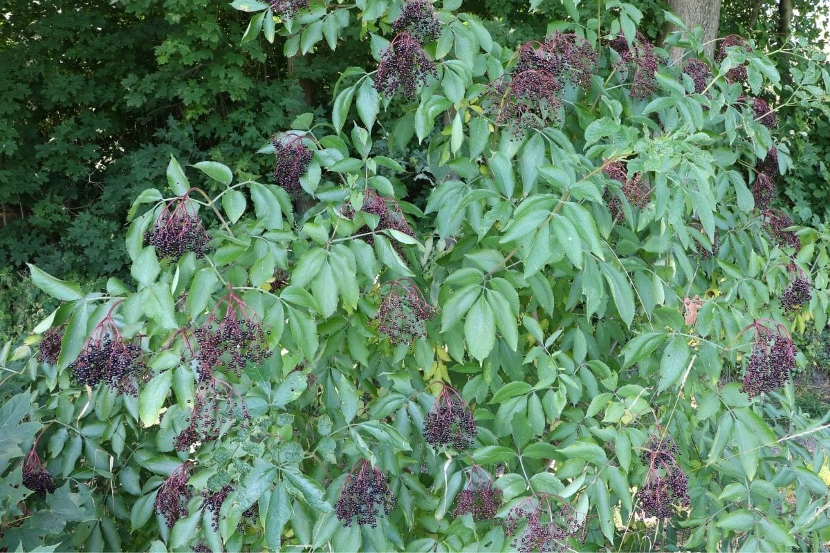 Schwarzer Holunder (Sambucus nigra)