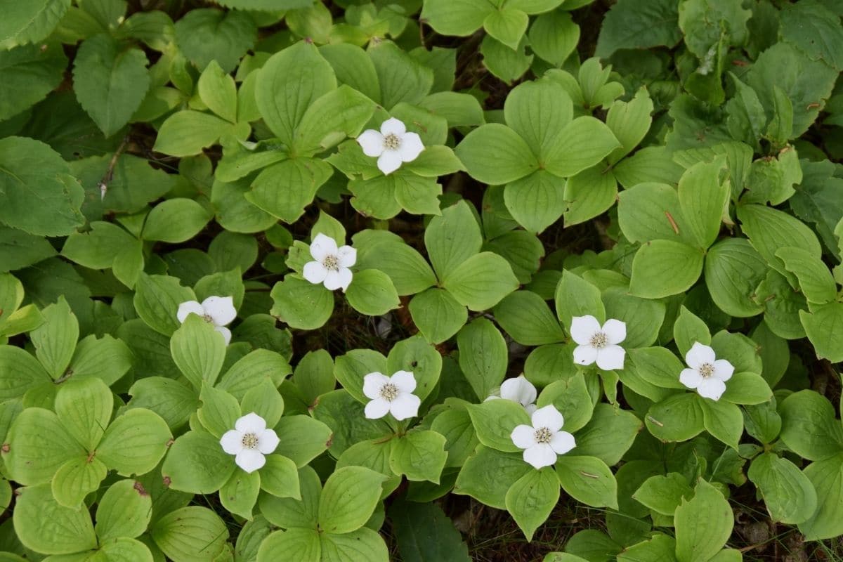 Teppich-Hartriegel (Cornus canadensis)