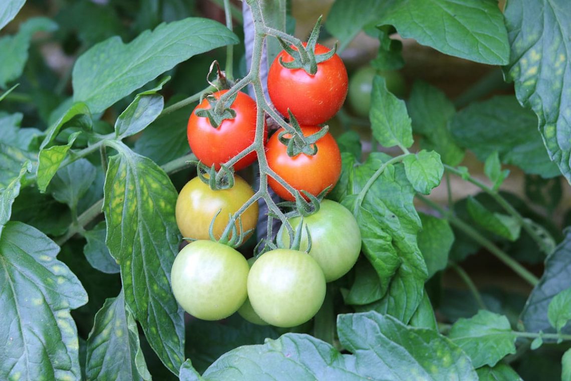 Tomaten (Solanum lycopersicum)