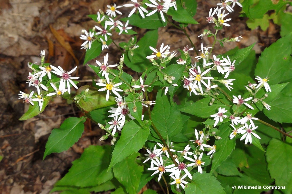 Weiße Waldaster (Eurybia divaricata)