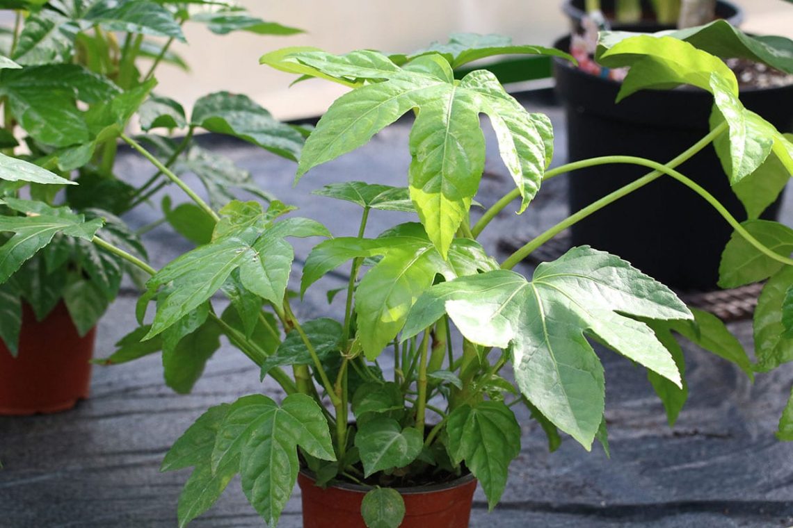 Zimmeraralie (Fatsia japonica)