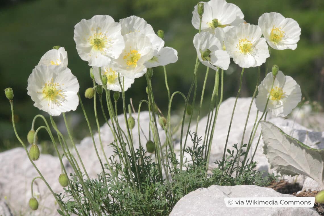 Alpen-Mohn (Papaver alpinum)