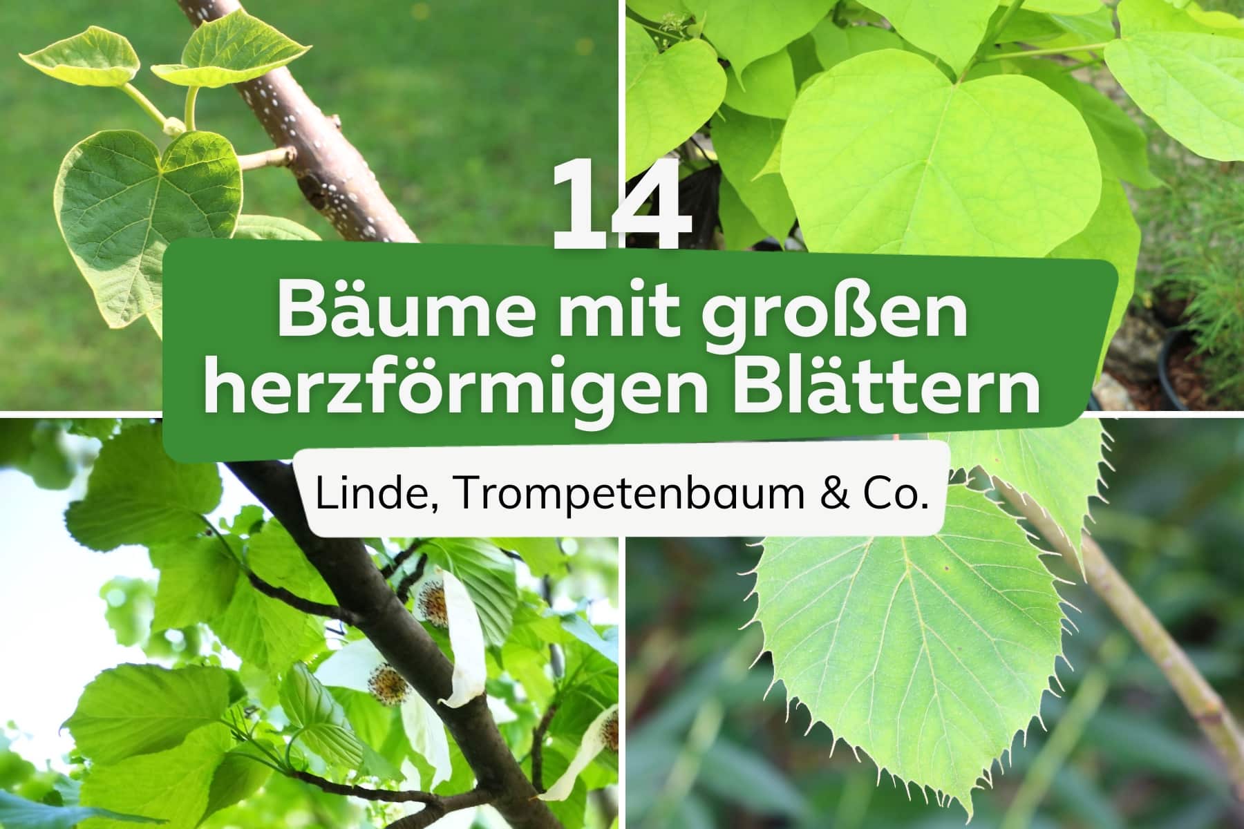 14 Bäume mit herzförmigen großen Blättern