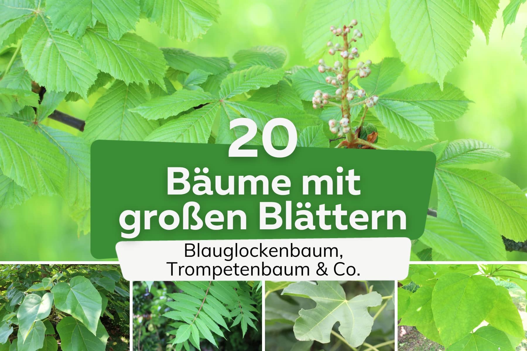 Bäume mit großen Blättern