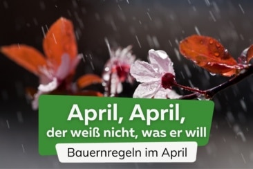 31 Bauernregeln & Wetter im April