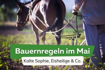 Bauernregeln Mai