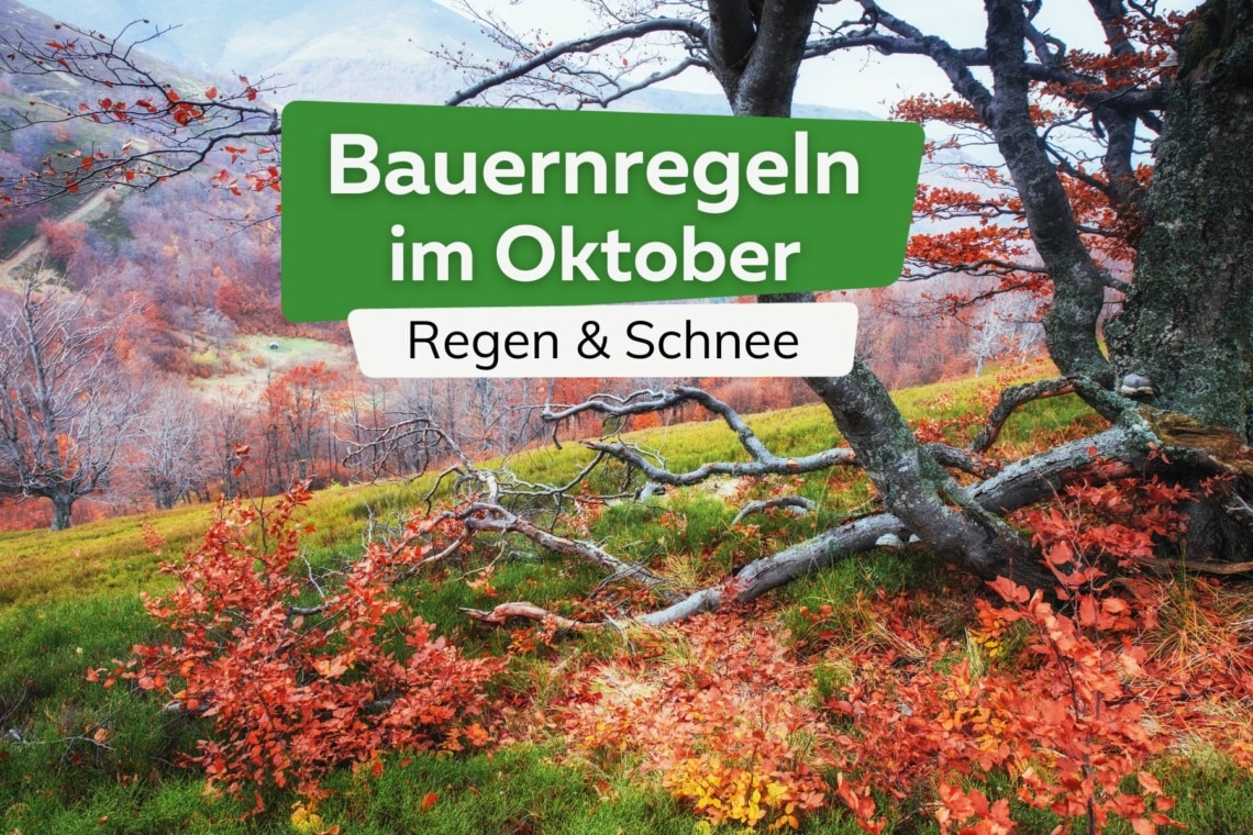 Wald im Herbst Titel