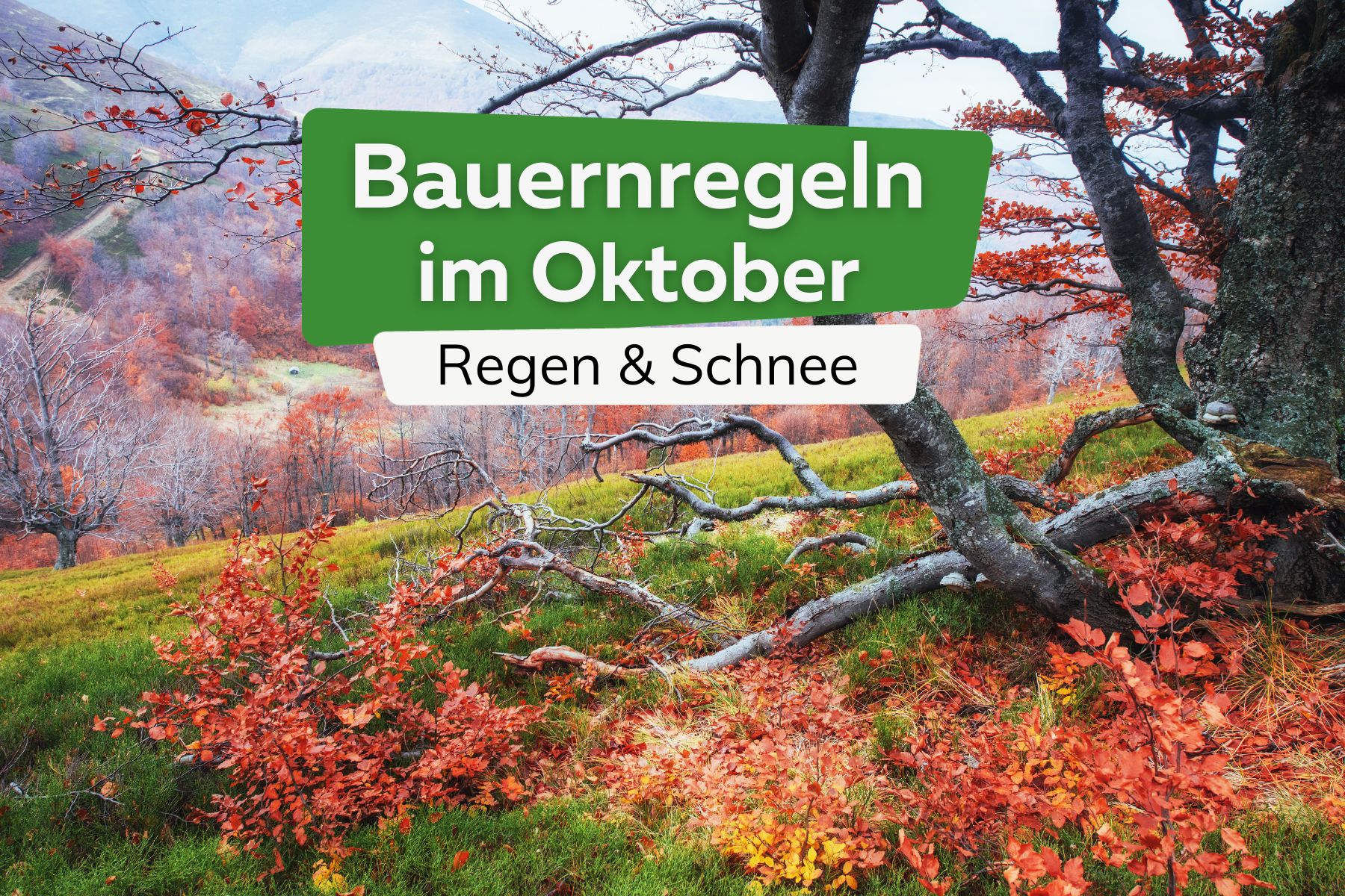 Wald im Herbst Titel