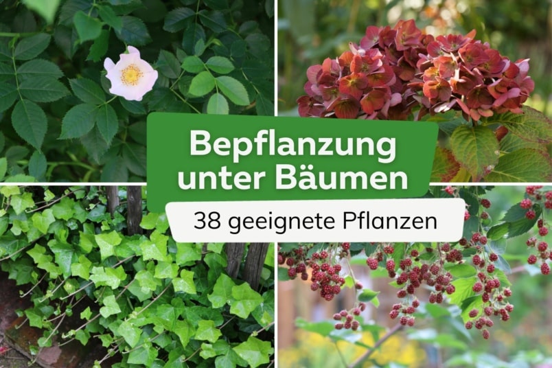 Bepflanzung unter Bäumen: 38 geeignete Pflanzen