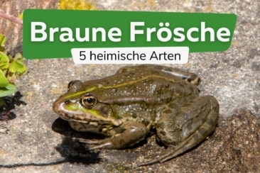 Hinweis: Frösche, egal ob braune oder grüne, dürfen in Deutschland weder eingefangen, gestört, verletzt oder getötet werden. Je nach Bundesland können bei einem Vergehen Bußgelder von bis zu 65.000 auf den Täter warten.