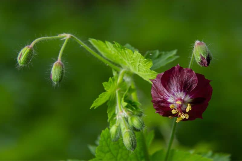 Brauner Storchschnabel (Geranium phaeum)