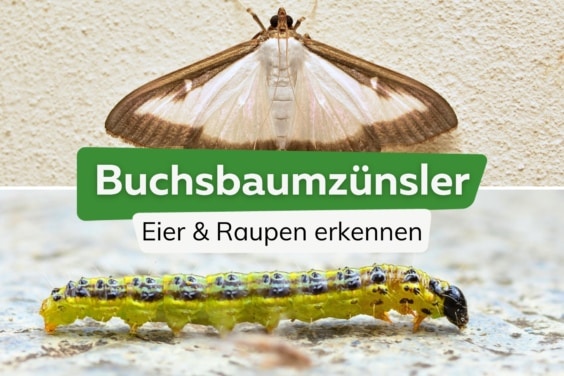 Buchsbaumzünsler erkennen: so sehen Eier und Raupen aus