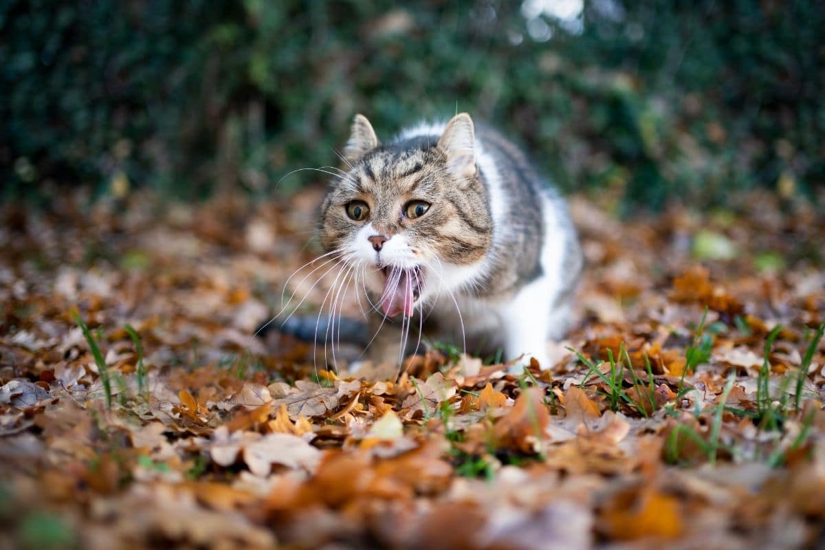 erbrechende Katze