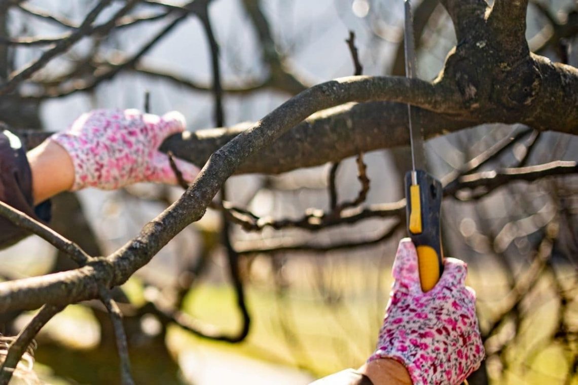 Feigenbaum schneiden - Fokus auf Handschuhe