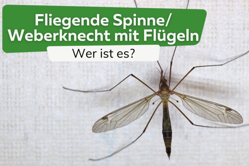 Gibt es fliegende Spinnen/Weberknecht mit Flügeln?