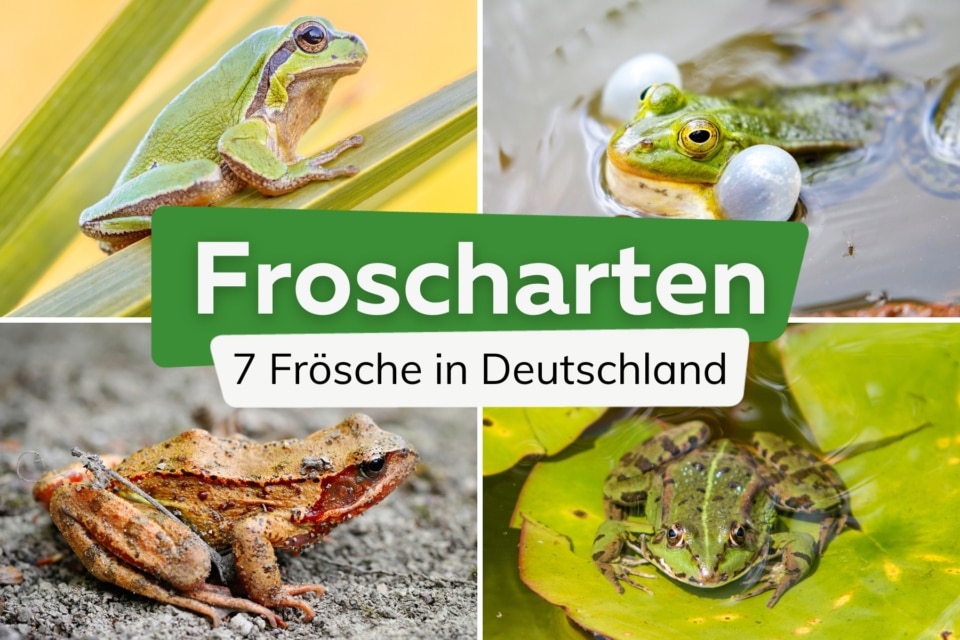 7 Froscharten von AZ Frösche in Deutschland