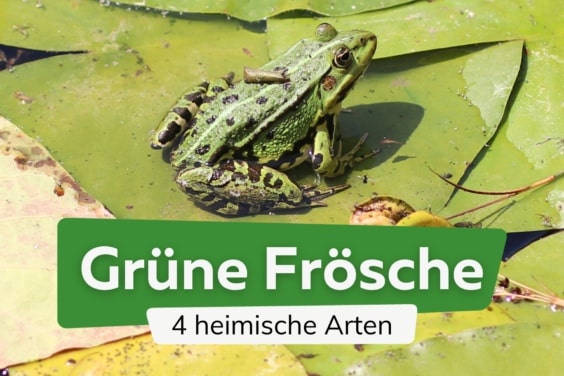 Grüne Frösche: 4 heimische Arten mit Bild