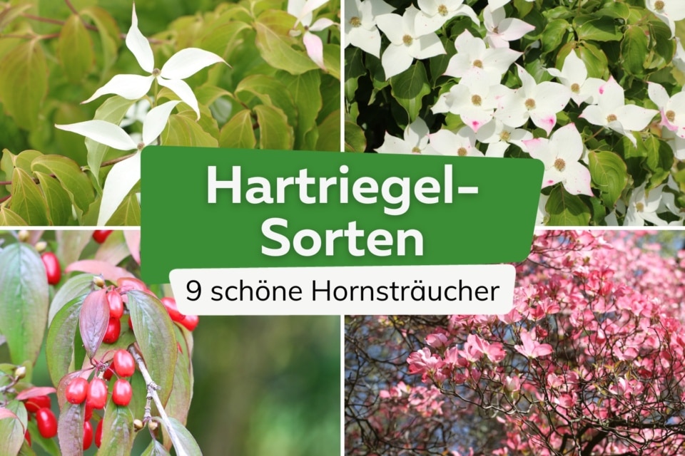 Ist Hartriegel giftig? Infos für Kinder, Hunde und Katzen