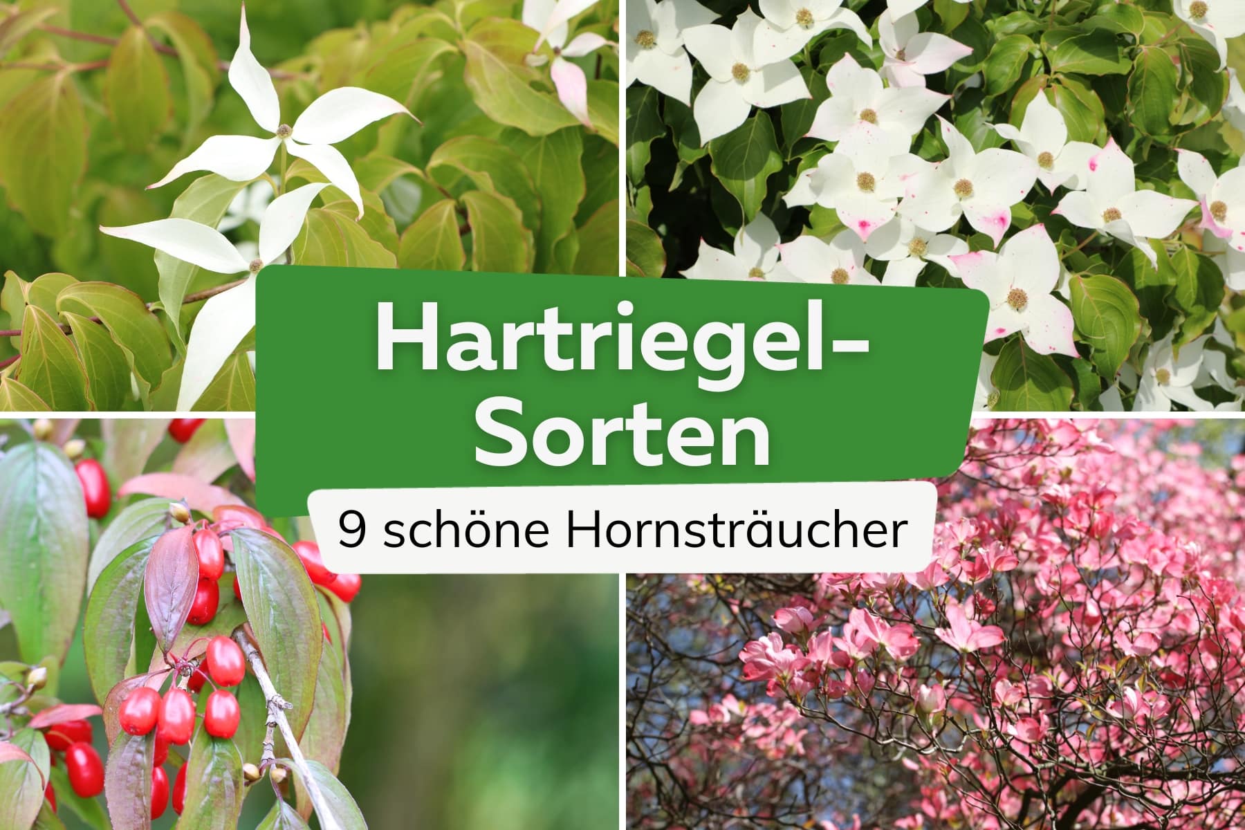 Hartriegel-Sorten: die 9 schönsten Arten