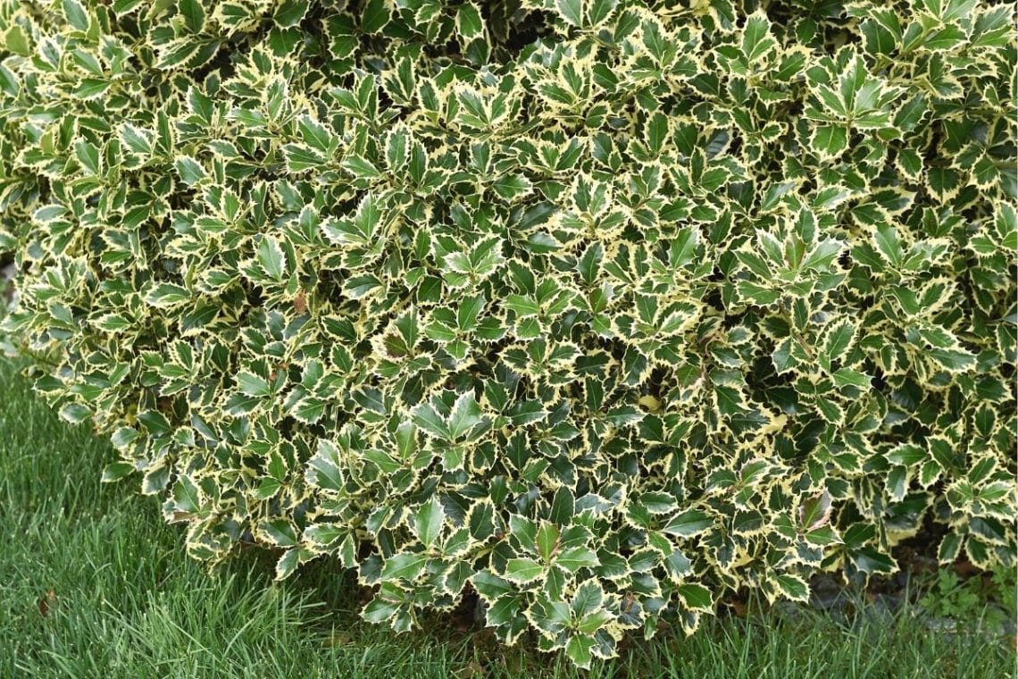 Ilex aquifolium-Hecke