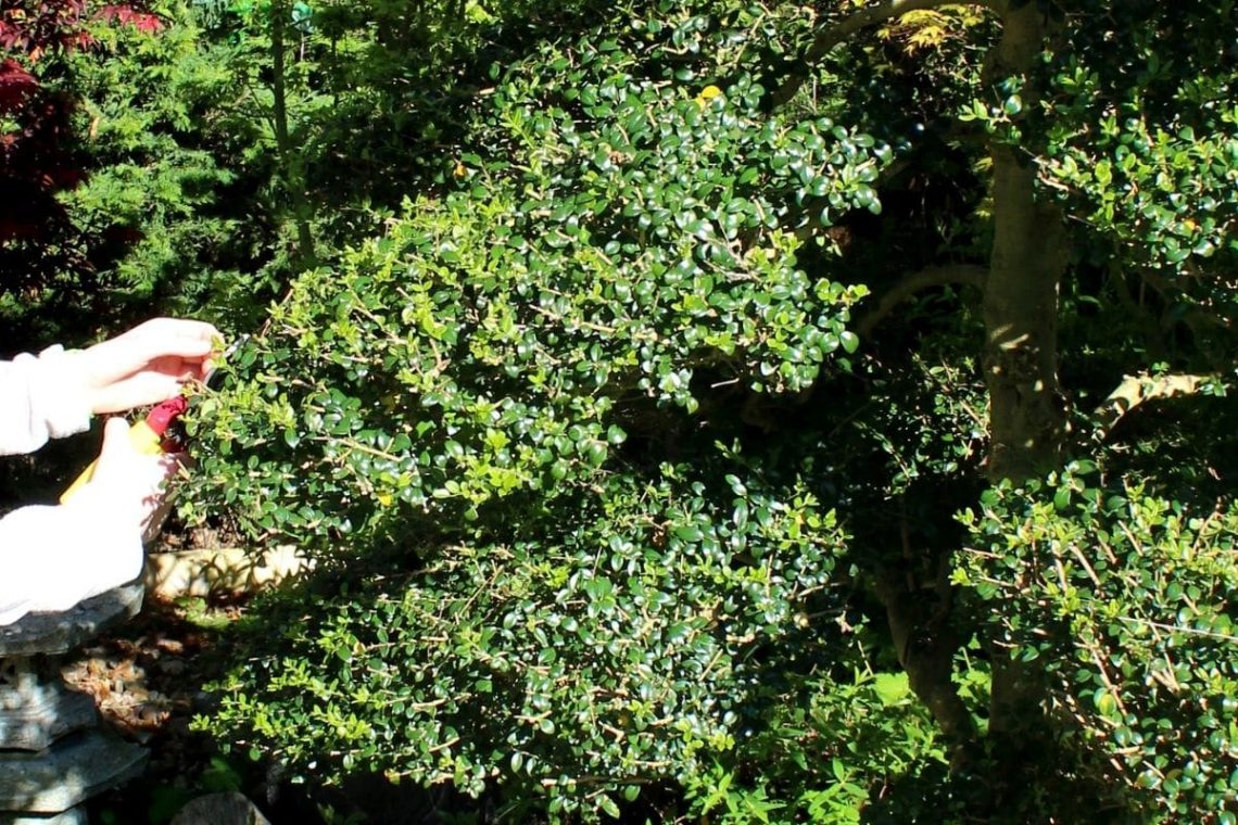 Ilex crenata schneiden