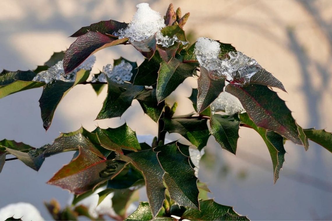 Ilex mit Schnee im Winter