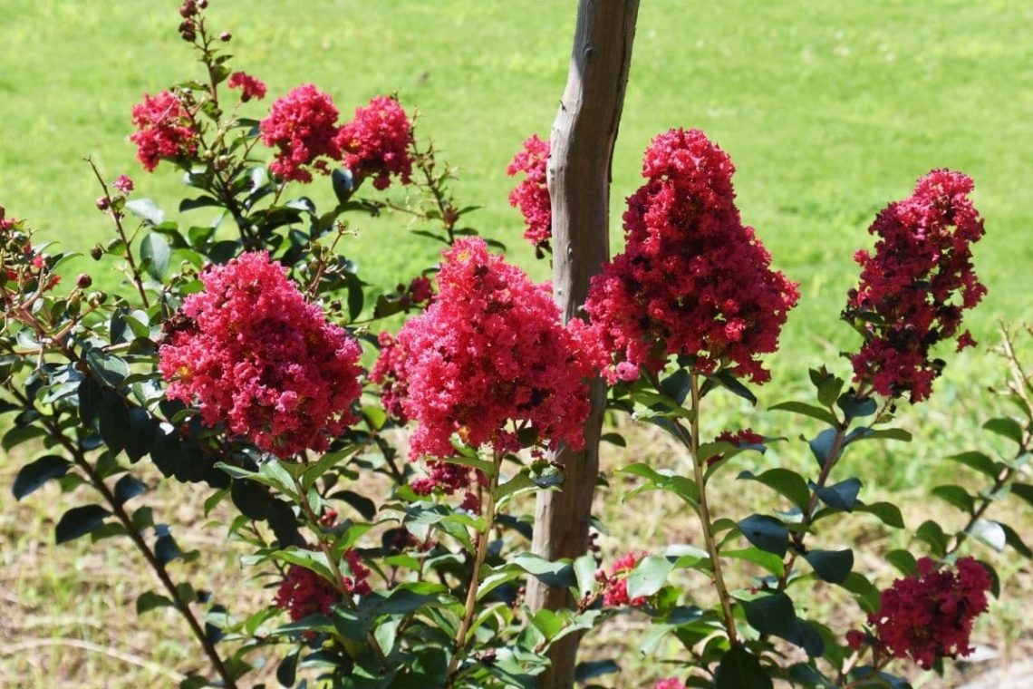 Indianerflieder (Lagerstroemia indica) in der Sonne